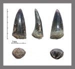 Cybium sp.