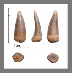 Cybium sp.