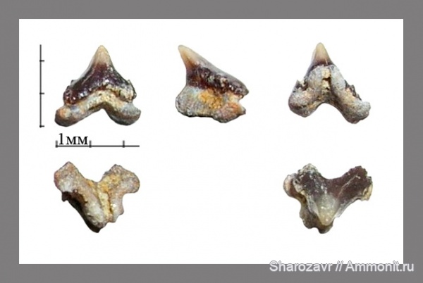 палеоген, рыбы, эоцен, зубы акул, ?, Scyliorhinus, Волгоградская область, fish, shark teeth