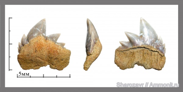 палеоген, зубы, зубы акул, Notidanodon, датский ярус, Hexanchiformes, Волгоград, даний, Notidanodon brotzeni, Notidanus, teeth, shark teeth