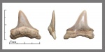 Cretoxyrhina?