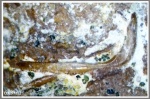 Предчелюстная кость (premaxilla).