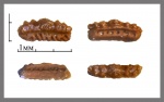 Mesodmodus.