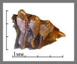 Petalorhynchus.