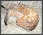 Illaenus