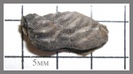Poecilodus jonesi