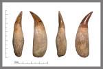 Plioplatecarpus