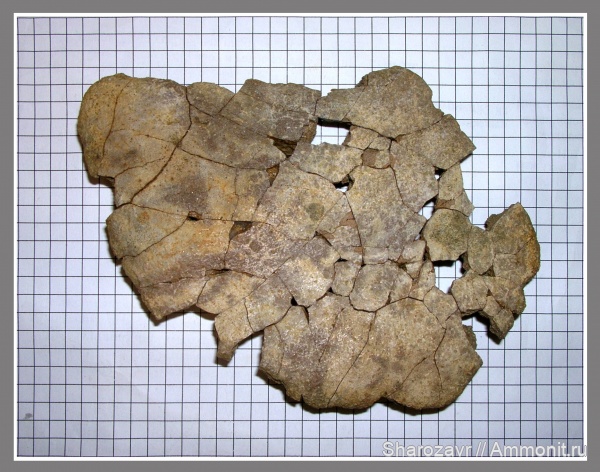 рептилии, мел, черепахи, маастрихт, Волгоград, Maastrichtian, Cretaceous