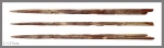 Cylindracanthus (rectus?)