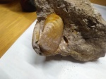 Двустворка из Заборья