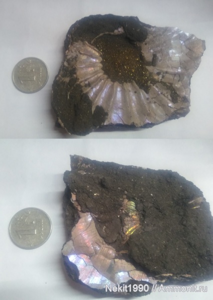 аммониты, Марково, Amoeboceras