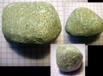 Колония кораллов