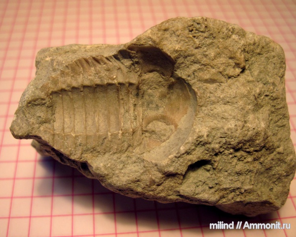 Asaphus