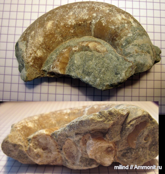 Tarphycerida