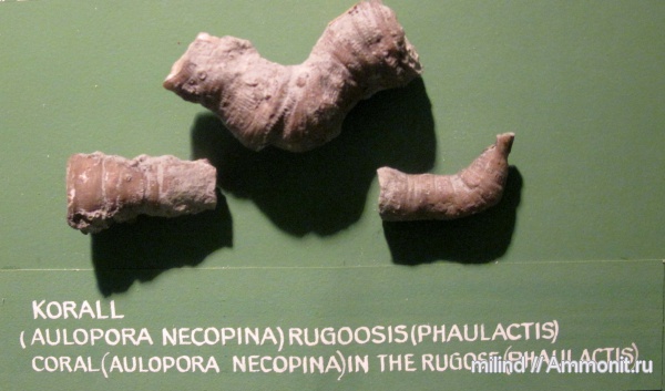 ругозы