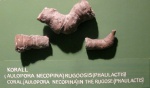 Коралл