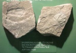 Arthropod