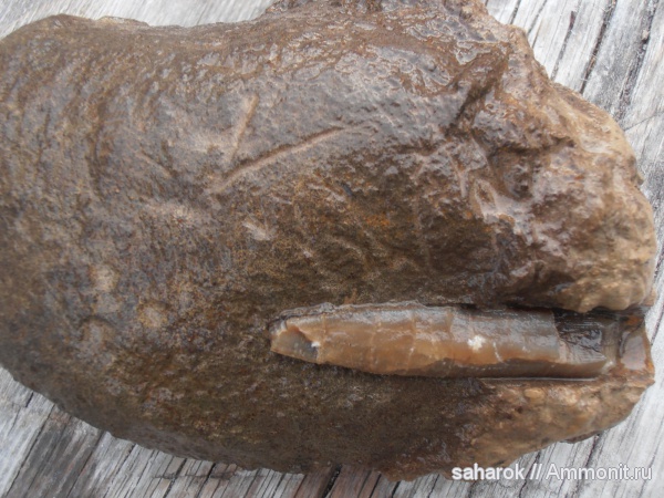 белемниты, belemnites