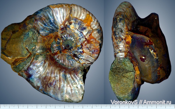 аммониты, мел, макроконхи, Deshayesites, апт, Ammonites, Широкий Буерак, Macroconchs, Aptian, Cretaceous