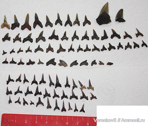 мел, зубы, акулы, Саратов, сеноман, Cenomanian, Cretaceous, teeth, sharks