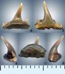 Synechodus sp.