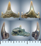 Synechodus sp.