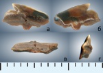 Protosqualus cf. glickmani Averianov