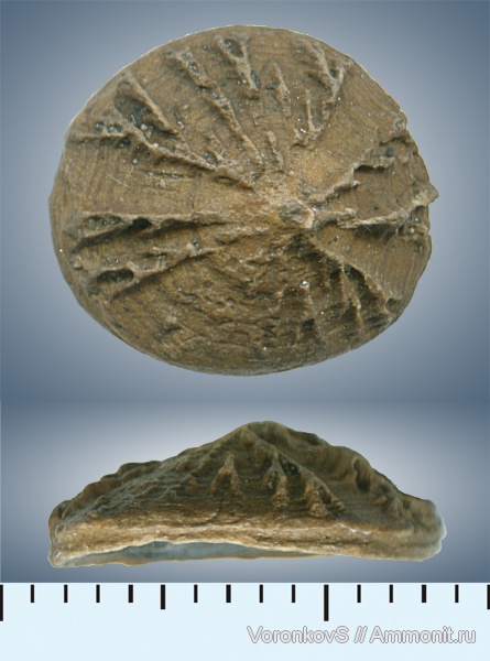 мел, рыбы, Саратов, сеноман, позвонки, Cenomanian, Cretaceous, fish