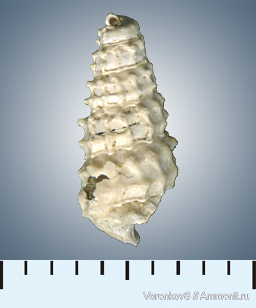 Брюхоногие моллюски (лат. Gastropoda)