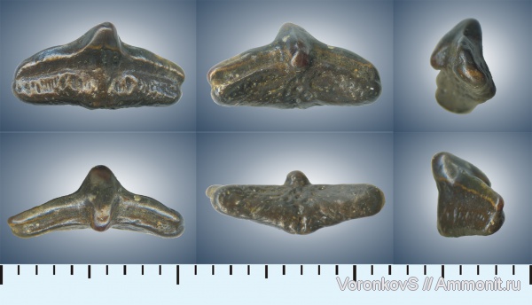 мел, зубы, акулы, Саратов, сеноман, Cederstroemia, Cenomanian, Cretaceous, teeth, sharks
