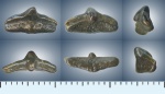 Cederstroemia