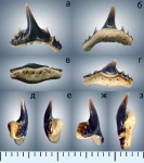 Synechodus sp.