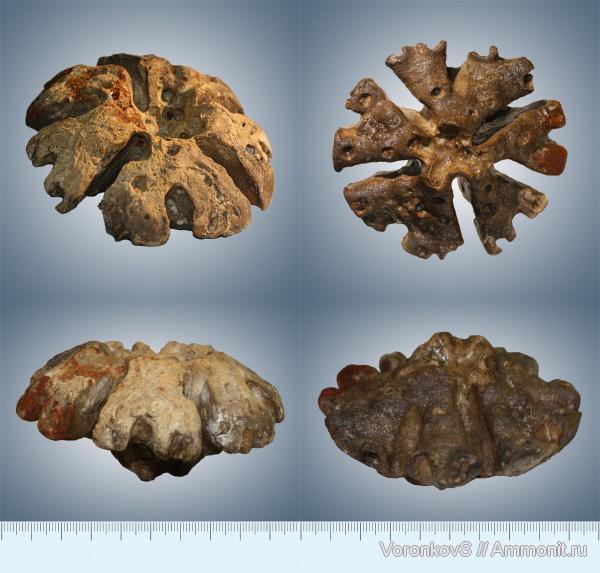Губки (лат. Porifera)