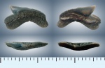Palaeoanacorax sp.