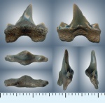 Cretalamna appendiculata