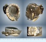 Euomphalus marginatus