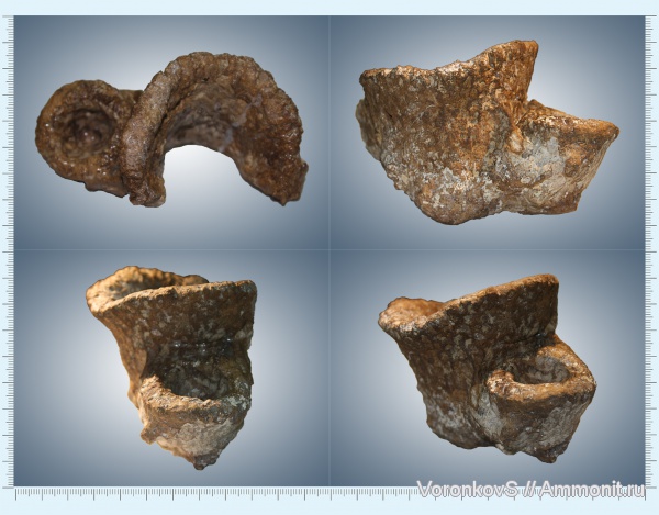 губки, верхний мел, Саратовская область, Porifera, сантон, Microblastium, Santonian, Upper Cretaceous