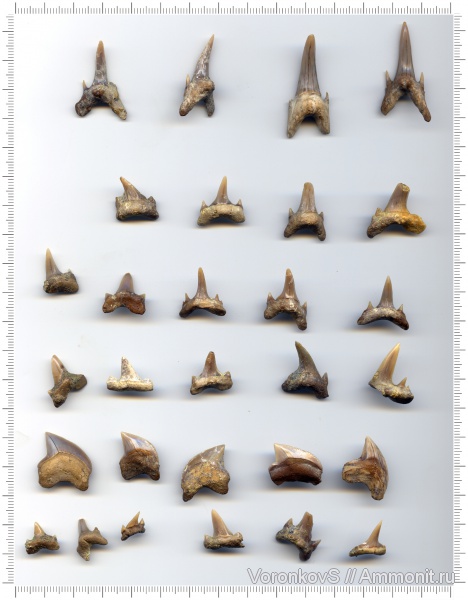 мел, зубы, акулы, Squalicorax, Саратов, зубы акул, кампан, Squalicorax kaupi, Campanian, Cretaceous, teeth, shark teeth, sharks