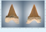 Palaeocarcharodon orientalis