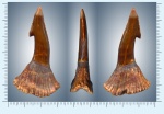 Onchopristis numidus