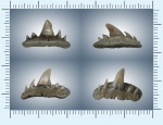 Paraorthacodus