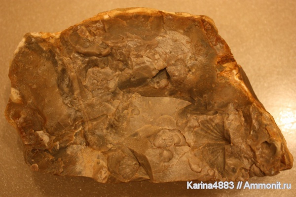 брахиоподы, девон, Devonian