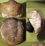 Illaenus laticlavius (?)