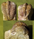 Cybele panderi