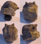 Asaphus Kotlukovi(?или cornutus)