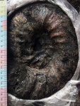 Мегаконх из зоны fulgens
