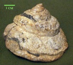 Крупная гастропода Pleurotomariidae из моренных отложений