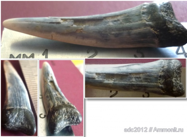 Украина, зубы акул, Striatolamia, Днепропетровск, shark teeth