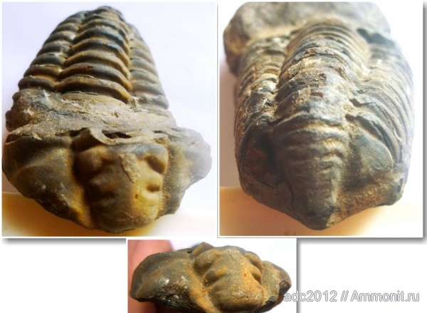 трилобиты, ордовик, Colpocoryphe, Ordovician