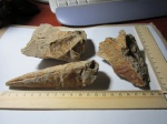 01  Pinna sp. (Опознанное Ископаемое Существо)